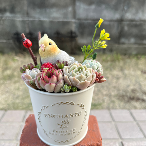 ♡そのまま飾れる♡ブリキ缶♬オカメインコちゃんの可愛い多肉植物寄せ植え♡ ☆送料無料☆♡そのまま飾れる♡ブリキ缶♬オカメインコちゃんの可愛い