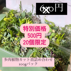 〜多肉植物カット苗〜詰め合わせ100gパック (フードパック発送) 1枚目の画像