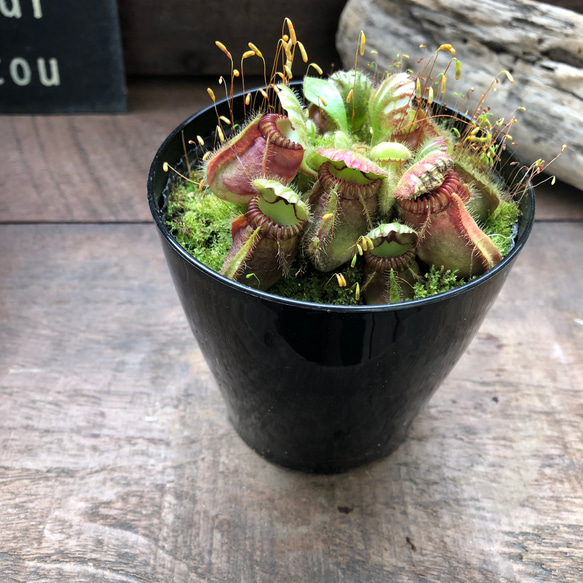 希少♡セファロタス♡食虫植物♡立派♡インテリア♡多肉植物♡ 13枚目の画像