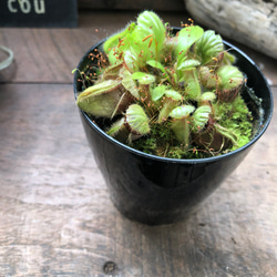 希少♡セファロタス♡食虫植物♡立派♡インテリア♡多肉植物♡ 19枚目の画像