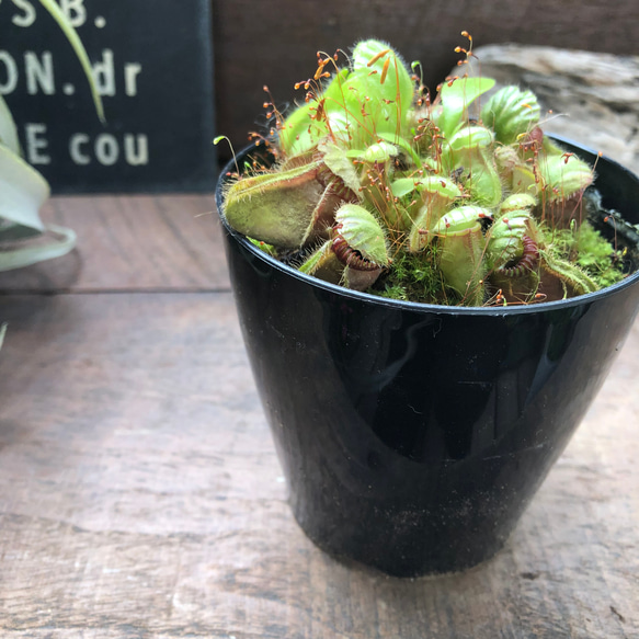 希少♡セファロタス♡食虫植物♡立派♡インテリア♡多肉植物♡ 2枚目の画像