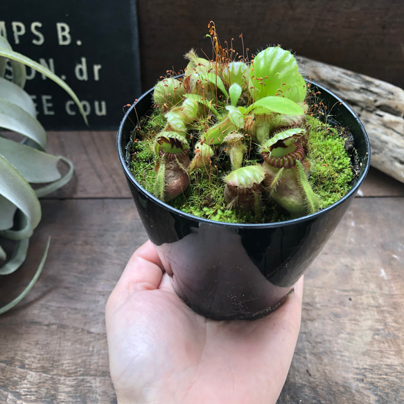 希少♡セファロタス♡食虫植物♡立派♡インテリア♡多肉植物♡ 12枚目の画像