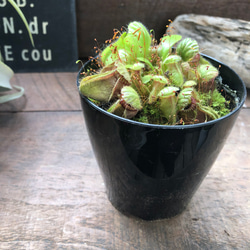 希少♡セファロタス♡食虫植物♡立派♡インテリア♡多肉植物♡ 14枚目の画像