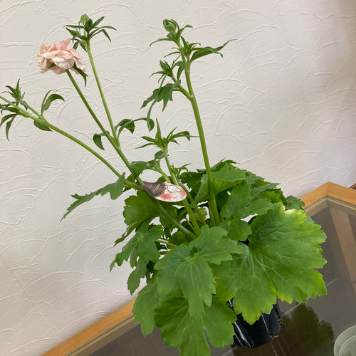 ラナンキュラス『ラックス』アリアドネ＊5号スリット鉢 アート