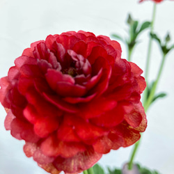 ラナンキュラス『ラックス』ハデス＊5号スリット鉢 アートフラワー