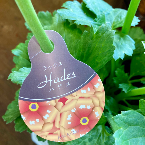 ラナンキュラス『ラックス』ハデス＊5号スリット鉢 アートフラワー