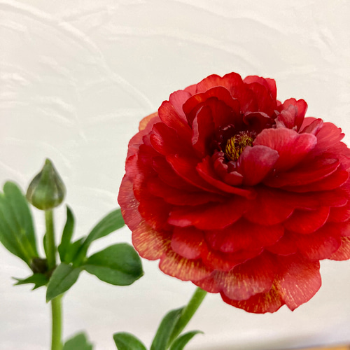 ラナンキュラス『ラックス』ハデス＊5号スリット鉢 アートフラワー