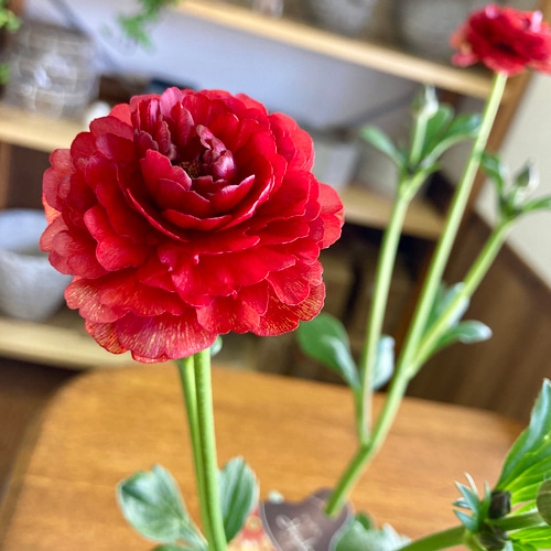 ラナンキュラス『ラックス』ハデス＊5号スリット鉢 アートフラワー