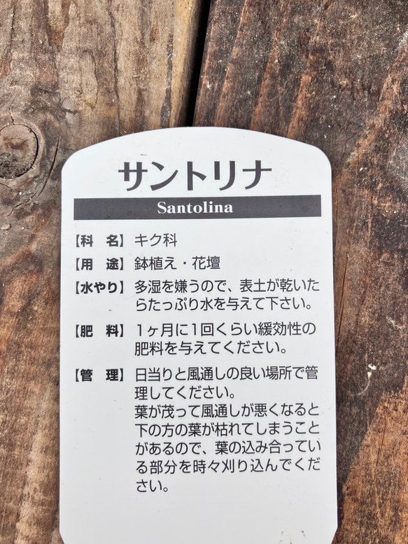 サントリナ＊シルバーリーフ＊常緑低木＊ガーデニング＊良い香り＊ 5枚目の画像