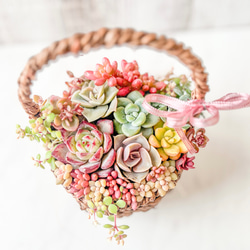 送料無料】多肉植物寄せ植え そのまま飾れる♡春のバスケットアレンジ