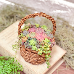 受注作品】多肉植物寄せ植え そのまま飾れる♡春のバスケットアレンジ