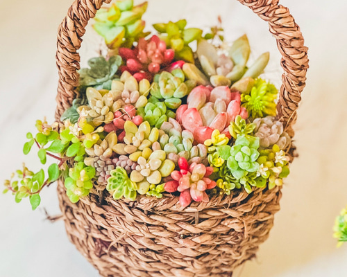 多肉植物寄せ植え そのまま飾れる♡春のバスケットアレンジ カゴ寄せ
