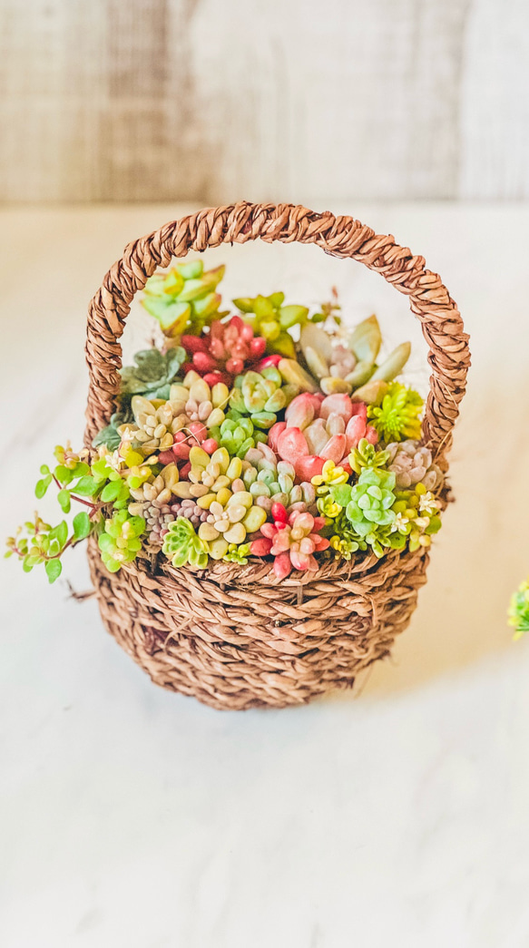 多肉植物 ♡そのまま飾れる寄せ植え♡大きなバスケット♬*° ☆送料無料☆♡そのまま飾れる♡かごバスケット♬多肉植物寄せ植え