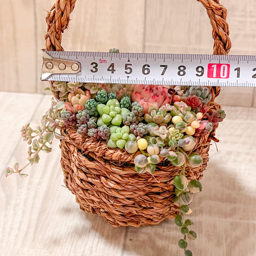 送料無料】多肉植物寄せ植え そのまま飾れる♡春のバスケットアレンジ