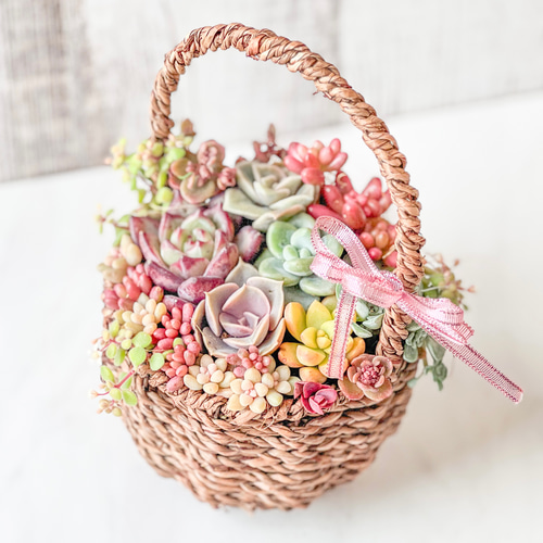 送料無料】多肉植物寄せ植え そのまま飾れる♡春のバスケットアレンジ