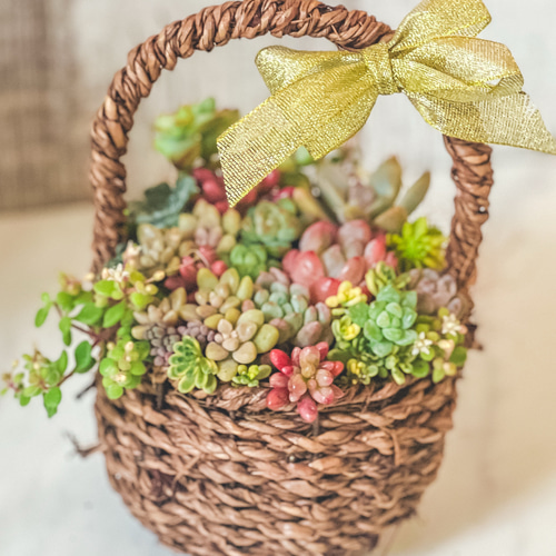 送料無料】多肉植物寄せ植え そのまま飾れる♡春のバスケットアレンジ