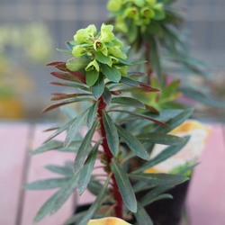 ユーフォルビア　パープレア　開花株 2枚目の画像