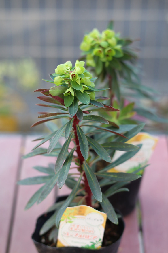 ユーフォルビア　パープレア　開花株 2枚目の画像