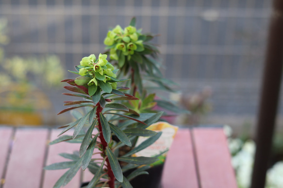 ユーフォルビア　パープレア　開花株 3枚目の画像