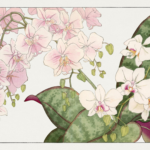 NO.557】胡蝶蘭の花日本画アートポスター☆母の日ピンク色お正月 NO.557】胡蝶蘭の花日本画アートポスター☆母の日ピンク色お正月