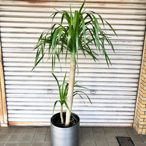 1点もの 希少 パラオ諸島原産 ドラセナ パラオ その他インテリア雑貨