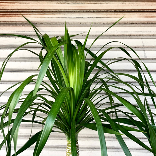 1点もの 希少 パラオ諸島原産 ドラセナ パラオ その他インテリア雑貨