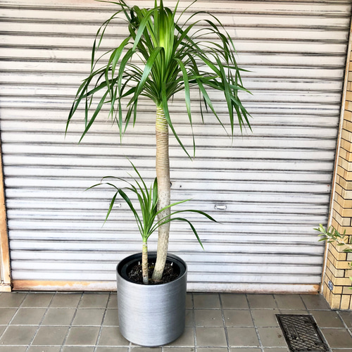 1点もの 希少 パラオ諸島原産 ドラセナ パラオ その他インテリア
