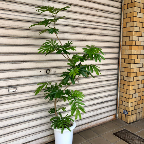 現品 曲がり樹形 S字 エバーフレッシュ その他インテリア雑貨 PLANTS