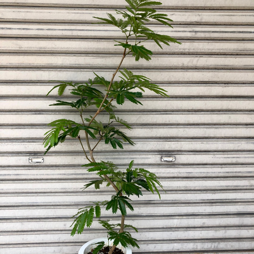 現品 曲がり樹形 S字 エバーフレッシュ その他インテリア雑貨 PLANTS