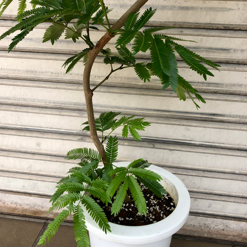 剪定済み❣️S字形・曲がり・エバーフレッシュ・大型観葉植物