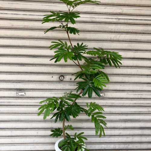 現品 曲がり樹形 S字 エバーフレッシュ その他インテリア雑貨