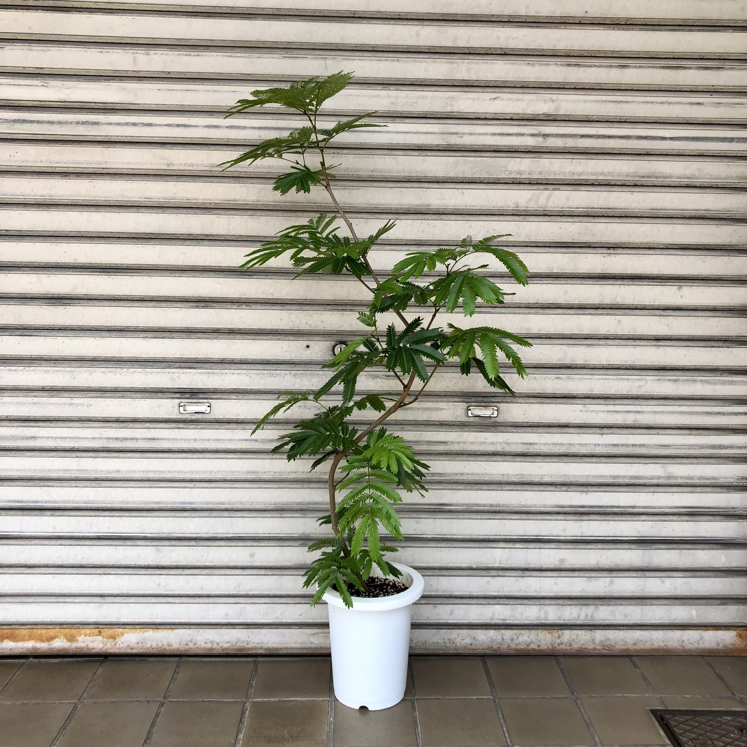 tree 145cm８号 form エバーフレッシュ S-shaped
