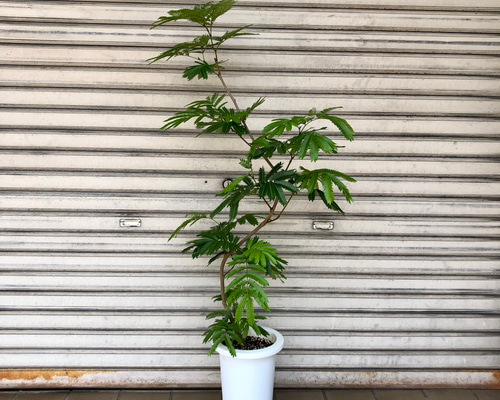 エバーフレッシュ 140cm８号 S-shaped 511ESW+awNL._UF350,350_QL50_.jpg