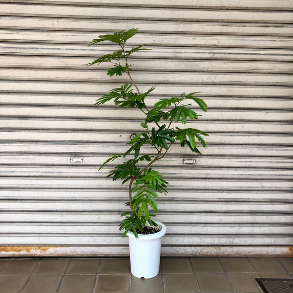 s*︎様 エバーフレッシュ　曲がり　観葉植物　約107センチ　2 観葉植物 エバーフレッシュ 10号 曲り プラスチック鉢 | 観葉