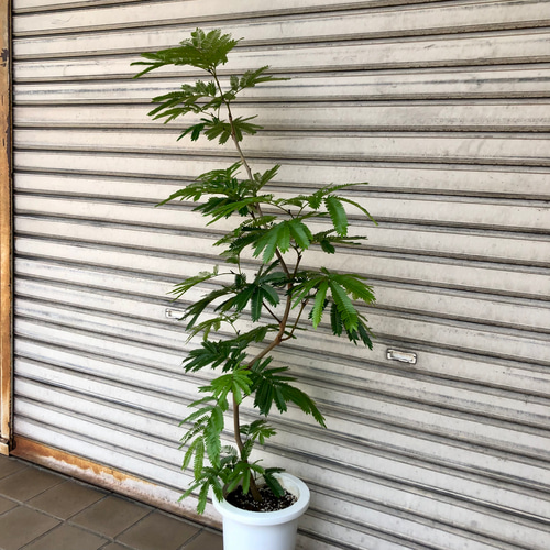 現品 曲がり樹形 S字 エバーフレッシュ その他インテリア雑貨 PLANTS
