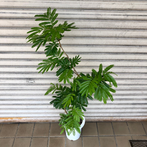 現品 曲がり樹形 S字 エバーフレッシュ その他インテリア雑貨 PLANTS