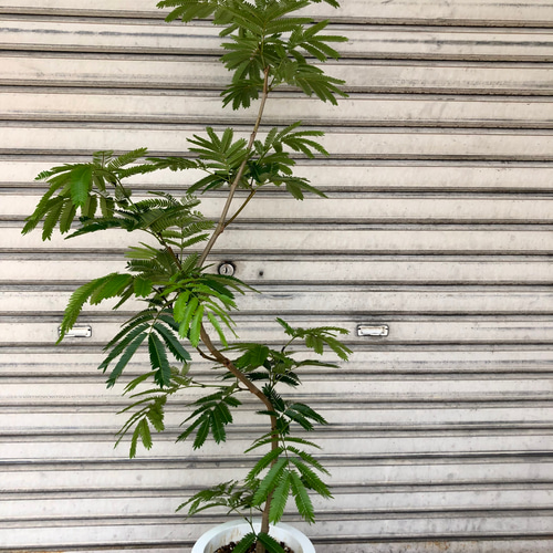 エバーフレッシュ 143cm８号 S-shaped tree form Amazon｜エバーフレッシュ 7号 観葉植物 S字 インテリア