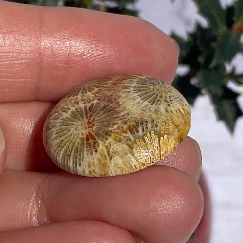 ハイグレード♡レッドフォッシルコーラル♢フォッシルコーラル ルース