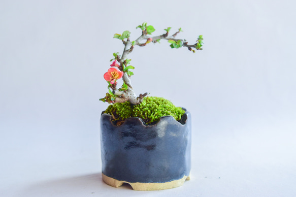 光康(みつやす)さん  長寿梅 赤花  ミニ盆栽　自作鉢 3枚目の画像