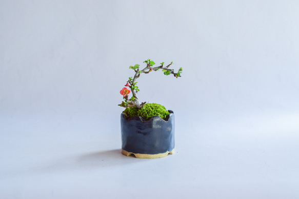 光康(みつやす)さん  長寿梅 赤花  ミニ盆栽　自作鉢 2枚目の画像