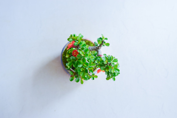 春田(はるた)さん  長寿梅 赤花  ミニ盆栽　自作鉢 4枚目の画像