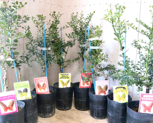 edb99ac85f74c8fec2036ec42d5ec9