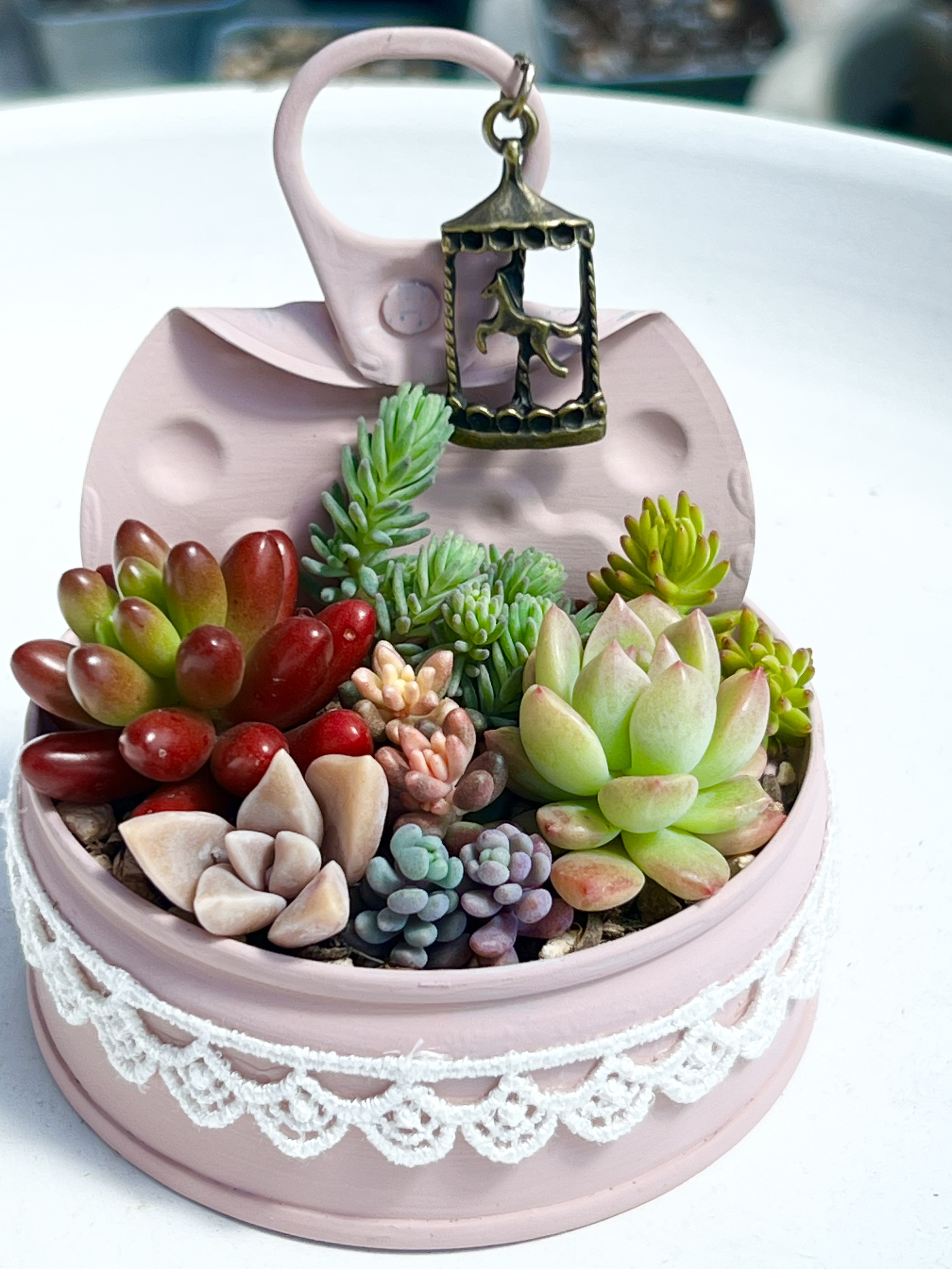 多肉植物 小桃いろは 札付きポットのまま 多肉植物 小桃いろは 札付き