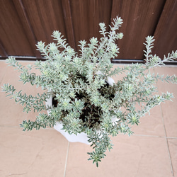 ウエストリンギア　スモーキー　ホワイトテラコッタ鉢植え　斑入り苗　オージープランツ 3枚目の画像