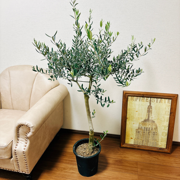 ［現品］1番　創樹　オリーブ　ルッカ　8号　観葉植物　大型　屋外　ベランダ　おしゃれ　プラスチック鉢　自家結実性有 3枚目の画像