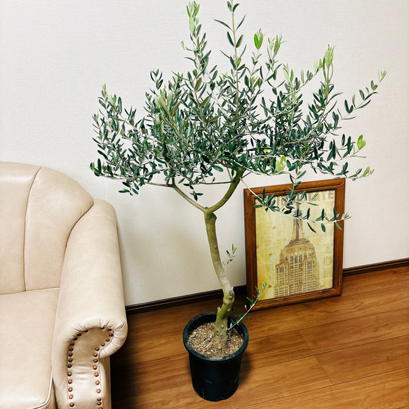 ［現品］1番　創樹　オリーブ　ルッカ　8号　観葉植物　大型　屋外　ベランダ　おしゃれ　プラスチック鉢　自家結実性有 2枚目の画像