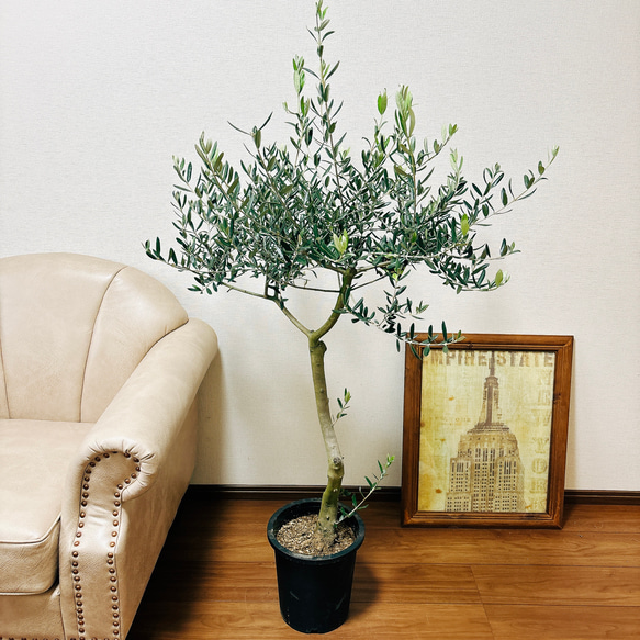 ［現品］1番　創樹　オリーブ　ルッカ　8号　観葉植物　大型　屋外　ベランダ　おしゃれ　プラスチック鉢　自家結実性有 1枚目の画像