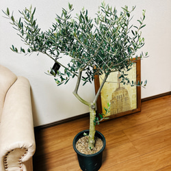 ［現品］2番　創樹　オリーブ　ルッカ　8号　観葉植物　大型　屋外　ベランダ　おしゃれ　プラスチック鉢　自家結実性有 2枚目の画像