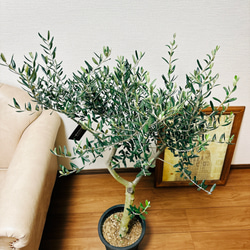 ［現品］2番　創樹　オリーブ　ルッカ　8号　観葉植物　大型　屋外　ベランダ　おしゃれ　プラスチック鉢　自家結実性有 4枚目の画像