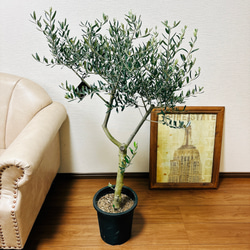 ［現品］2番　創樹　オリーブ　ルッカ　8号　観葉植物　大型　屋外　ベランダ　おしゃれ　プラスチック鉢　自家結実性有 1枚目の画像